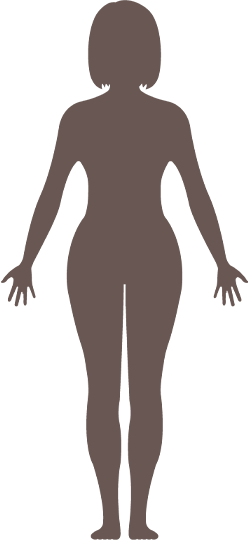 人間の体のモデル